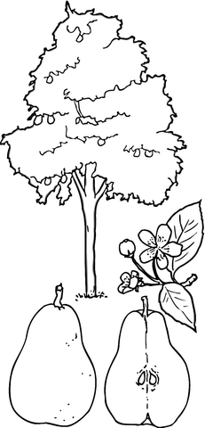 Pear Tree Coloring Page